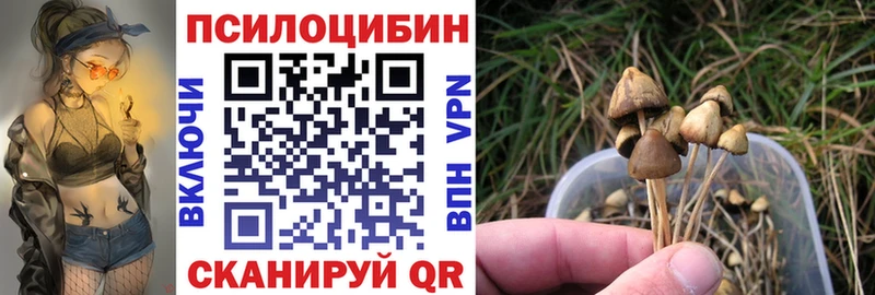 сколько стоит  Володарск  Псилоцибиновые грибы Psilocybe 